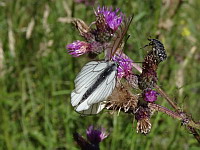 Papillon, Le Gaze - Aporia crataegi (ph. Mrugala F., Chamelet, 2018-06)(8)